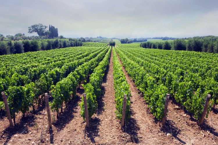 Il Sassicaia è un vino toscano d'eccellenza; nato a Bolgheri dall'estro di un marchese negli anni '40,oggi è uno dei migliori prodotti tipici della Toscana