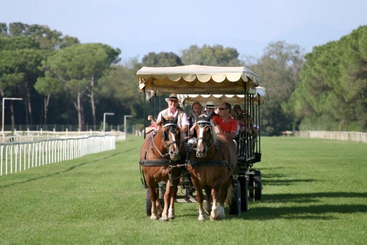 E' possibile visitare la Tenuta di San Rossore a cavallo, in carrozza, a piedi o con un trenino