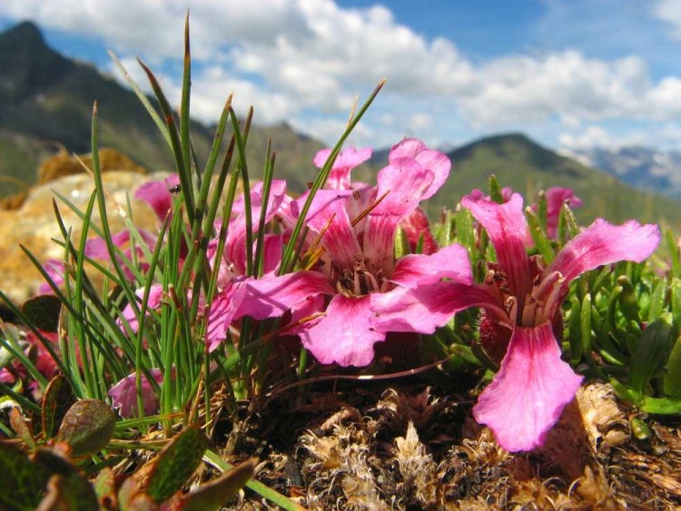 Nel Parco dell'Orecchiella è possibile ammirare un'ampia varietà di flora dell'Appenino