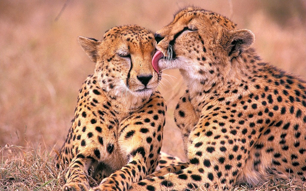 Cheetahs (Acinonyx jubatus), Kruger National Park, South Africa