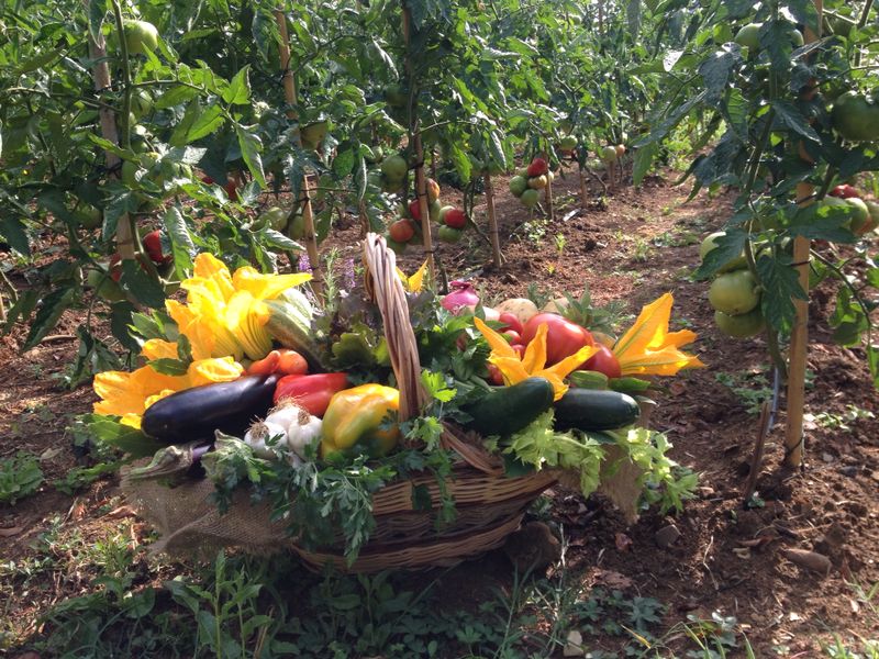 Orto del Palmi: l'orto biologico a Firenze dove comprare on line o per telefono frutta e verdura con consegna gratuita a domicilio