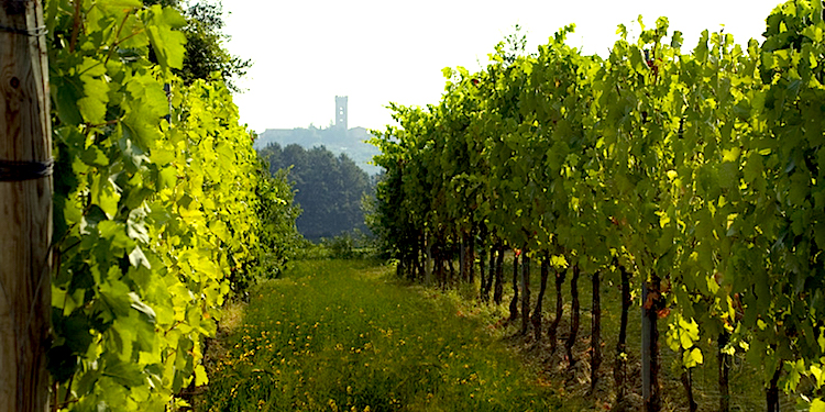 Nel borgo toscano di Montecarlo di Lucca si produce un ottimo vino 