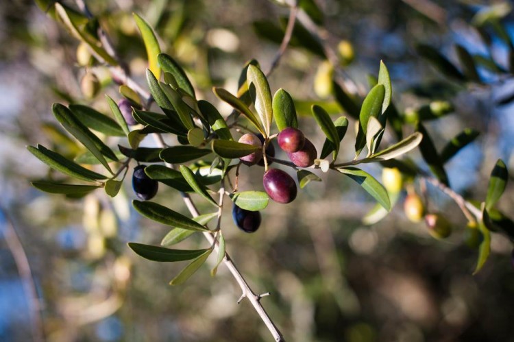 Extra Lucca 2015, la kermesse dedicata all'olio extravergine di oliva, si terrà a Lucca dal 13 al 15 febbraio.