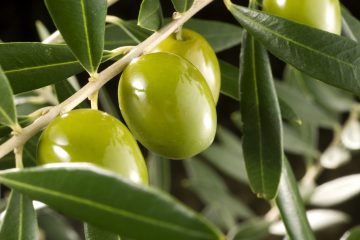 4 aziende agricole e ristoranti che hanno fatto dell'olio extravergine di oliva il loro core businesse: dalla terra al ristorante fino all'Olive Oli Resort