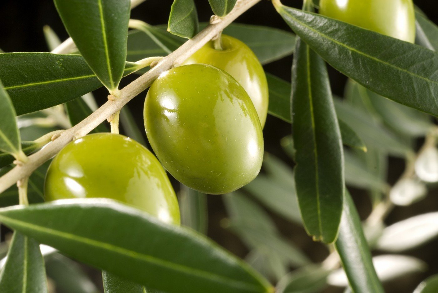 4 aziende agricole e ristoranti che hanno fatto dell'olio extravergine di oliva il loro core businesse: dalla terra al ristorante fino all'Olive Oli Resort