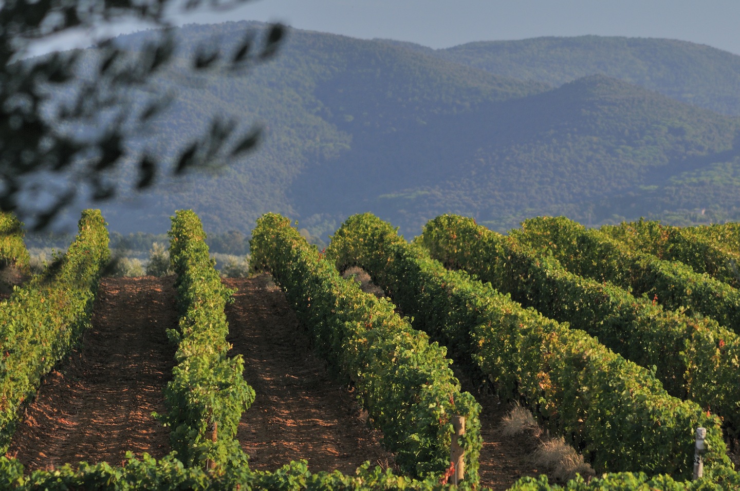 Il Sassicaia 2015 è stato eletto miglior vino del mondo da Wine Spectator, confermando il primato toscano nella scena dell'enologia mondiale.