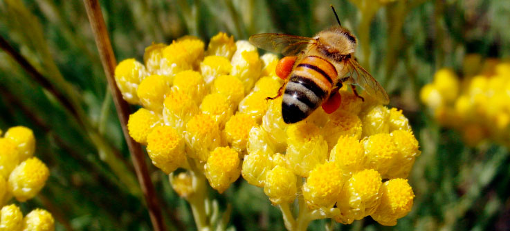 Il miele biologico toscano è uno dei prodotti di eccellenza made in tuscany della produzione di alimenti biologici e km0 in Toscana