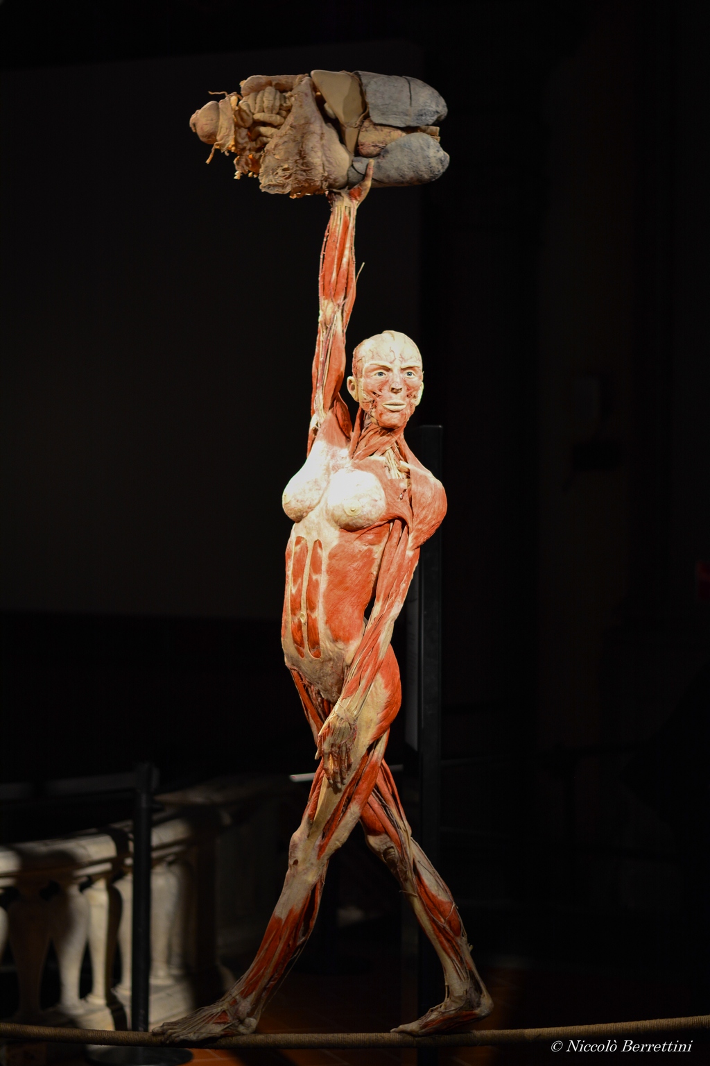 Body Worlds è la mostra di Gunther von Hagens che svela la complessità della vita. Questa edizione, curata dalla Dr.ssa Angelina Whalley, sarà a Firenze fino al 20 marzo 2016.
