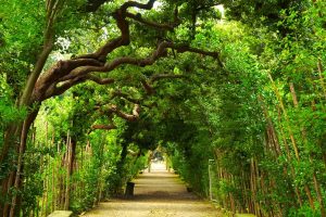 Durante l'afosa estate i giardini fiorentini sono i luoghi dove rifugiarsi dalla calura, rilassandosi sotto ombrose trame fatte di alberi, storia e mistero