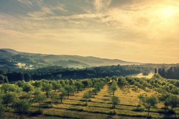 Enogastronomia toscana: alla scoperta dei prodotti tipici e vini docg di Prato e Artimino