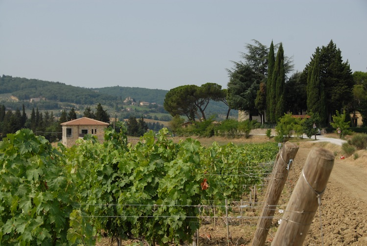 La Fattoria La Massa a Panzano è un'azienda vinicola fuori dal Consorzio Chianti Classico che produce 3 ottimi vini fuori dal disciplinare