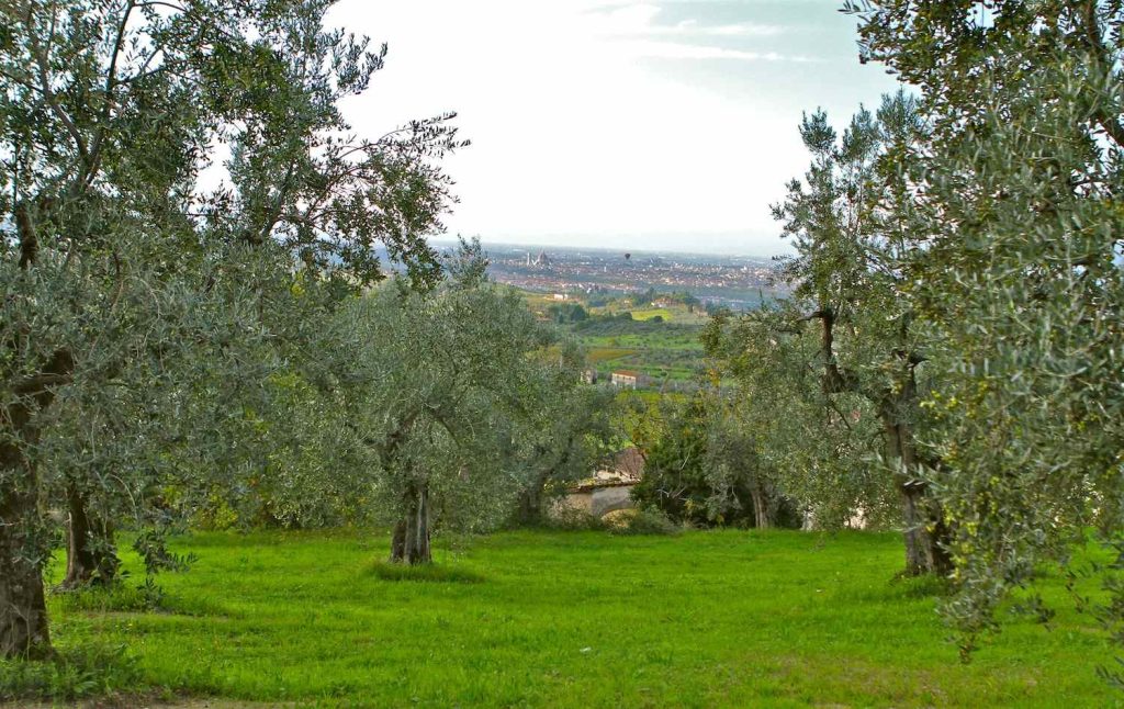 La Fattoria Ramerino, agricoltura biologica certificata, rappresenta una delle eccellenze italiane nel campo dell'olio extravergine di oliva biologico