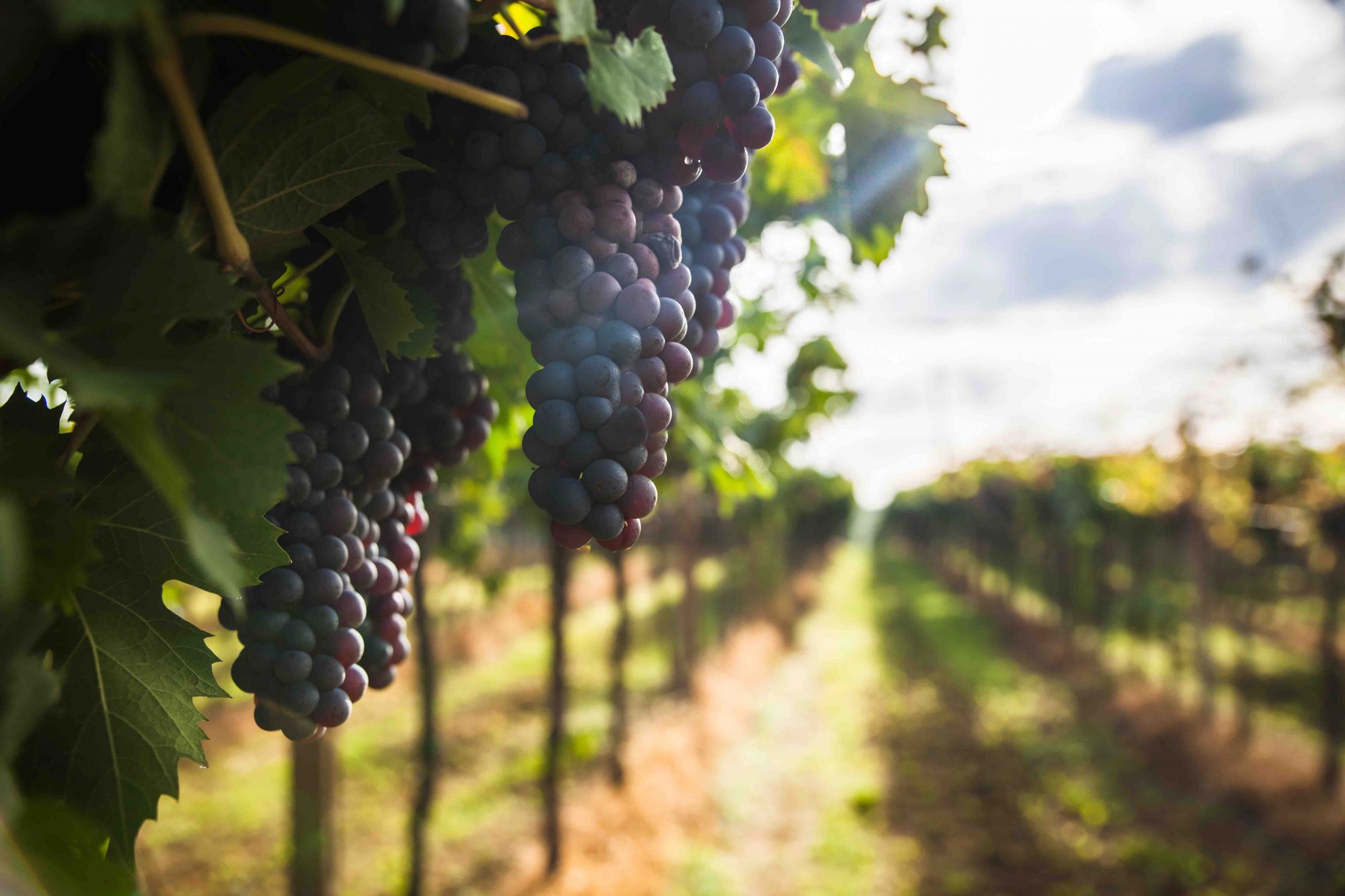La storia del vino in Toscana ha origine nel VII sec a.C. ed ogni popolazione toscana ha reso la vitis vinifera centro della propria cultura