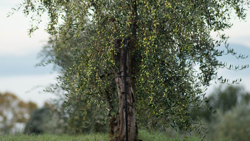 L'Azienda Olearia del Chianti con sede a Panzano rappresenta l'eccellenza della produzione di olio extravergine di oliva 100% made in Tuscany