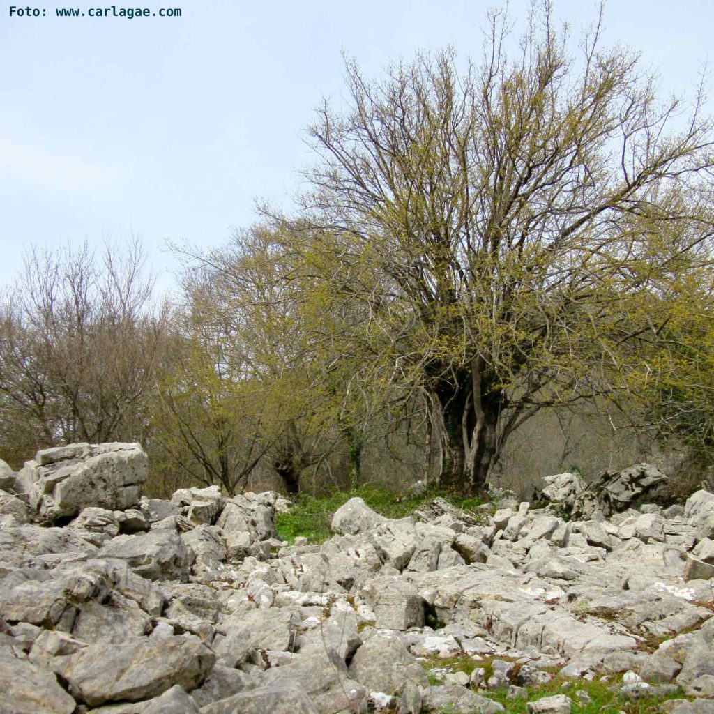 La Riserva Naturale di Pescinello, vicino a Roccalbegna è il regno degli alberi monumentali, un itinerario in Maremma davvero imperdibile