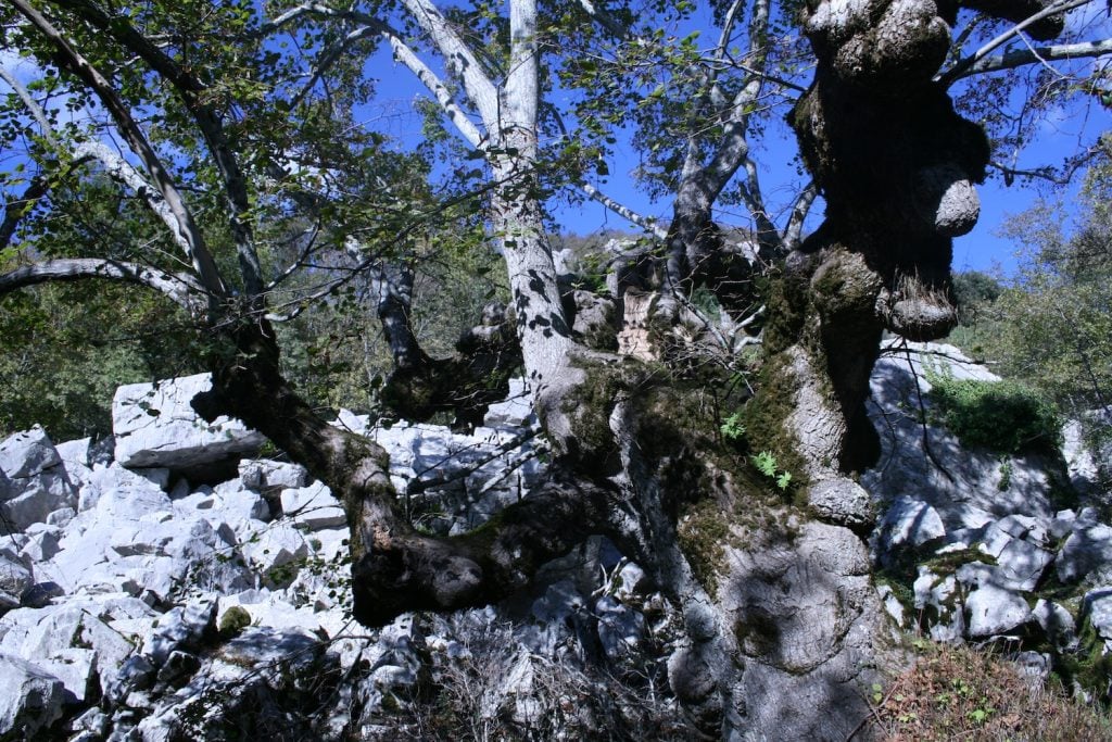 La Riserva Naturale di Pescinello, vicino a Roccalbegna è il regno degli alberi monumentali, un itinerario in Maremma davvero imperdibile