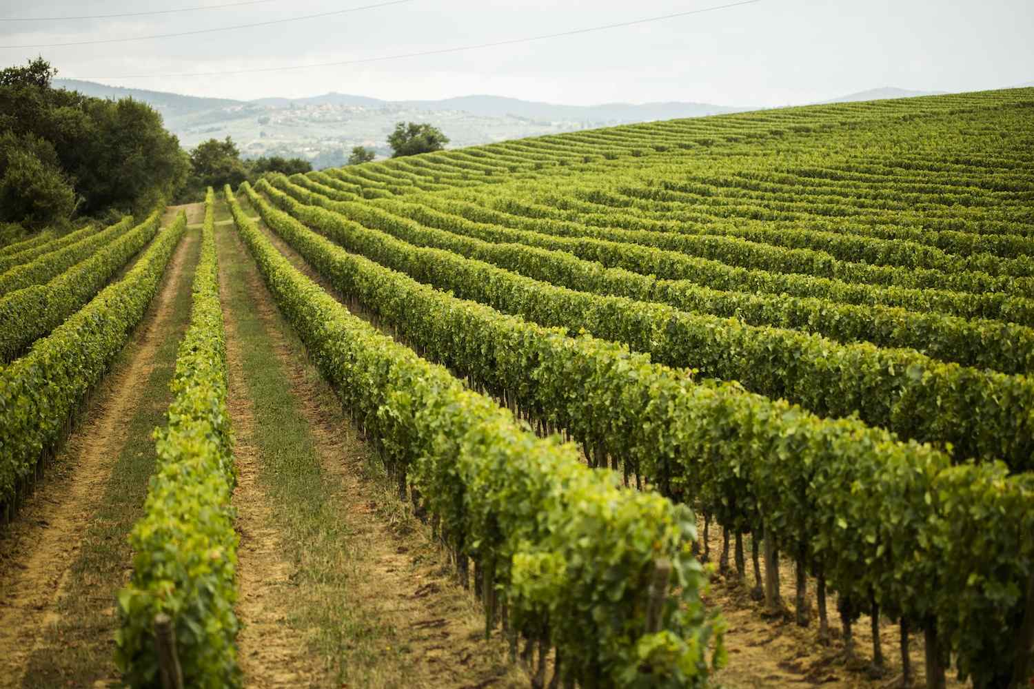 La Tenuta Sette Ponti si trova nel Valdarno di Sopra, in Toscana, e tra le sue etichette conta vini di pregio quali il Crognolo e l'Oreno