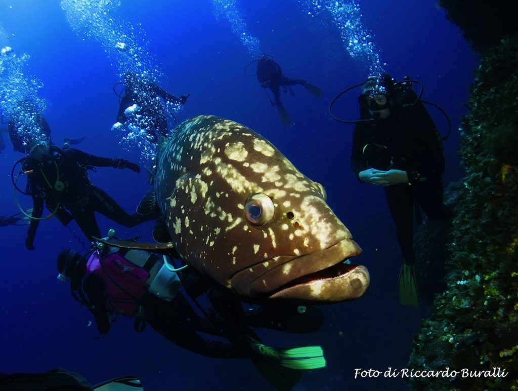 Praticare diving all'Isola d'Elba permette di scoprire i paradisi marini dell'Arcipelago Toscano, grazie al CED il Consorzio Elbano Diving