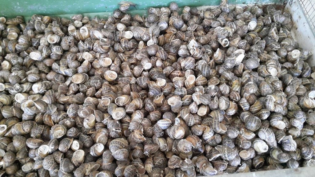Gli allevamenti di chiocciole in Toscana, allevano la Helix Axpersa Muller: chiocciola toscana ottima da mangiare e da usare in cosmetici eco biologici. 