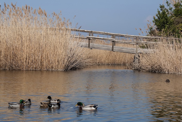 Il Lago di Massaciuccoli nel Parco Migliarino, San Rossore e Massaciuccoli è il lago più grande della Toscana e ospita un'importante Oasi LIPU