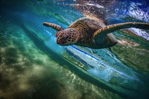 Tartalife: il progetto dei pescatori toscani di Federcoopesca-Confcooperative per proteggere le tartarughe marine dalle catture accidenatali