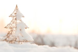 La Toscana è la principale produttrice di alberi di Natale. Come nasce la tradizione dell'albero di Natale e da dove provengono gli abeti