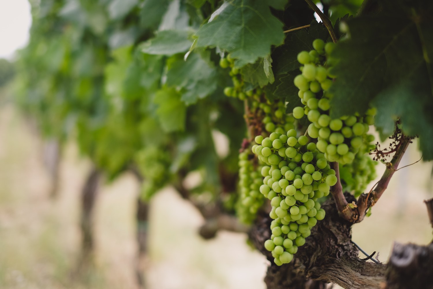 Metinella è un'azienda vitivinicola a Montepulciano. Aperta da pochissimo tempo ha già ottenuto riconoscimenti internazionali per i suoi vini