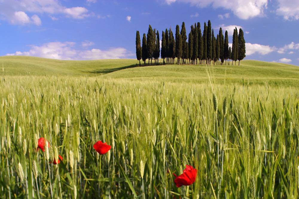 I cipressi in Toscana sono un simbolo di eternità e di immortalità e sin dai tempi antichi sono i protagonisti assoluti del panorama toscano