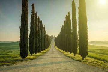 I cipressi in Toscana sono un simbolo di eternità e di immortalità e sin dai tempi antichi sono i protagonisti assoluti del panorama toscano