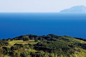 Miniguida su 6 aziende vinicole elbane da visitare durante le vostre vacanze all'Isola d'Elba, e conoscere a fondo i sapori del territorio