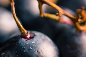In Toscana settembre significa vendemmia, feste del vino e dolci tipici della tradizione, su cui tra tutti spicca la schiacciata con l'uva