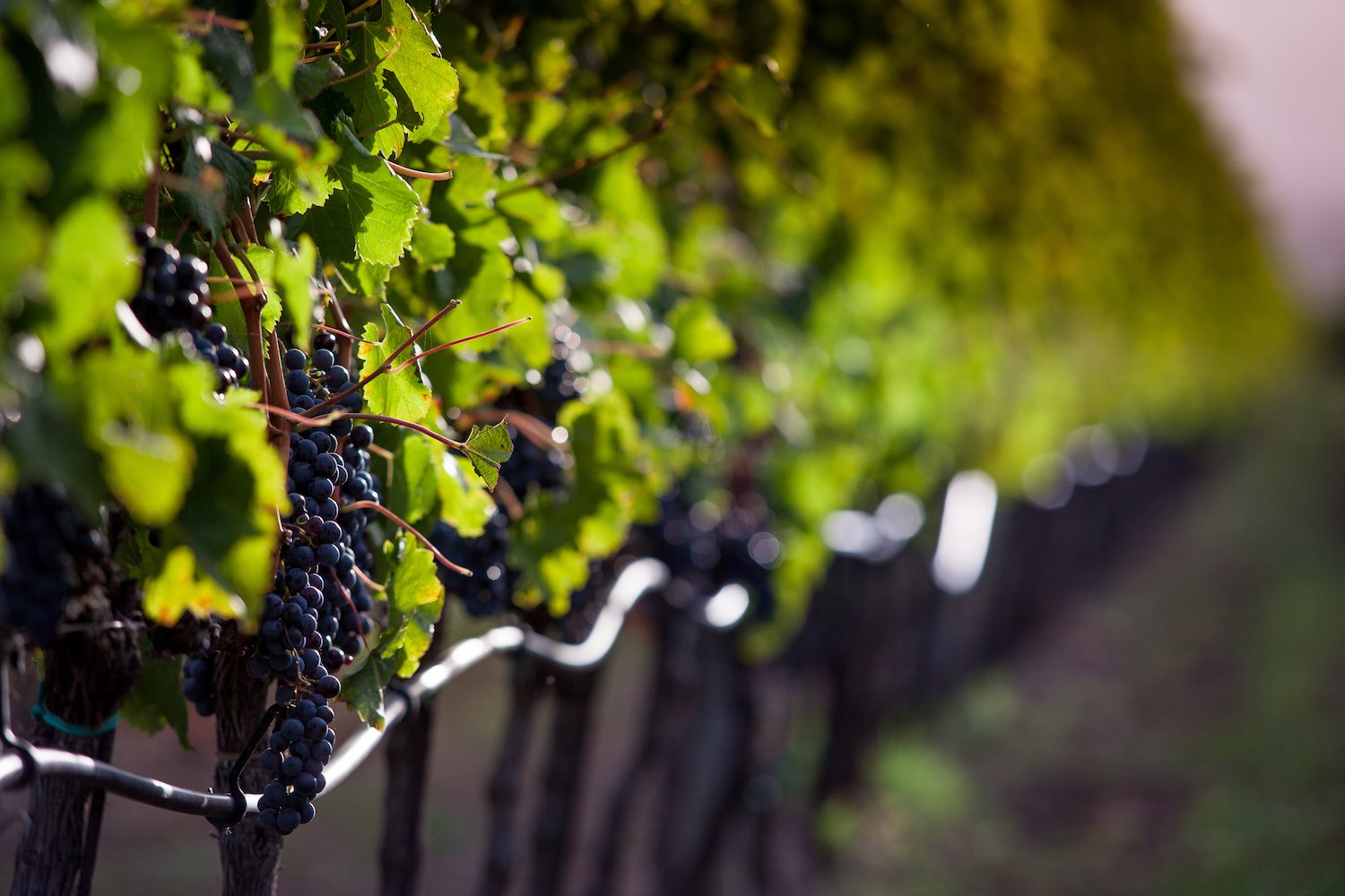 Il Sassicaia 2015 è stato eletto miglior vino del mondo dal Wine Spectator, confermando il primato toscano nella scena dell'enologia mondiale