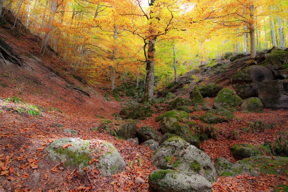 Le faggete del Monte Amiata in autunno