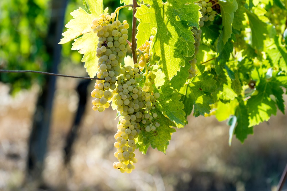 La Vernaccia di San Gimignano è uno de vini bianchi toscani con la DOCG. Famosa già dal tempo dei Medici, ve ne consigliamo alcune etichette