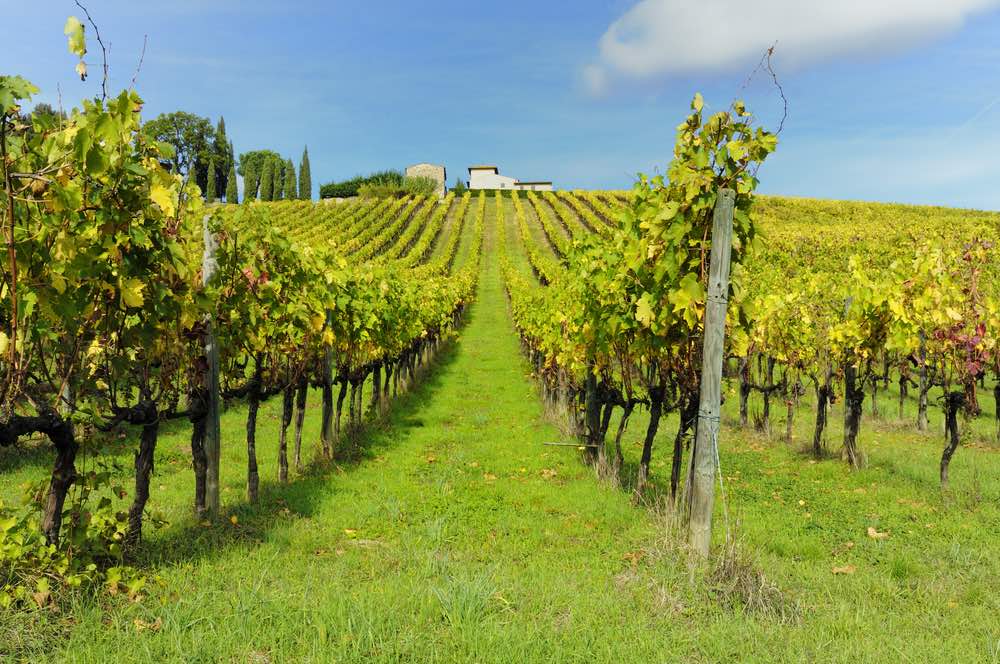 Il Biodistretto del Chianti è un'area geografica votata alla produzione biologica e occupa il 30% di tutta la superficie Vitivinicola coltivata tra Firenze e Siena.