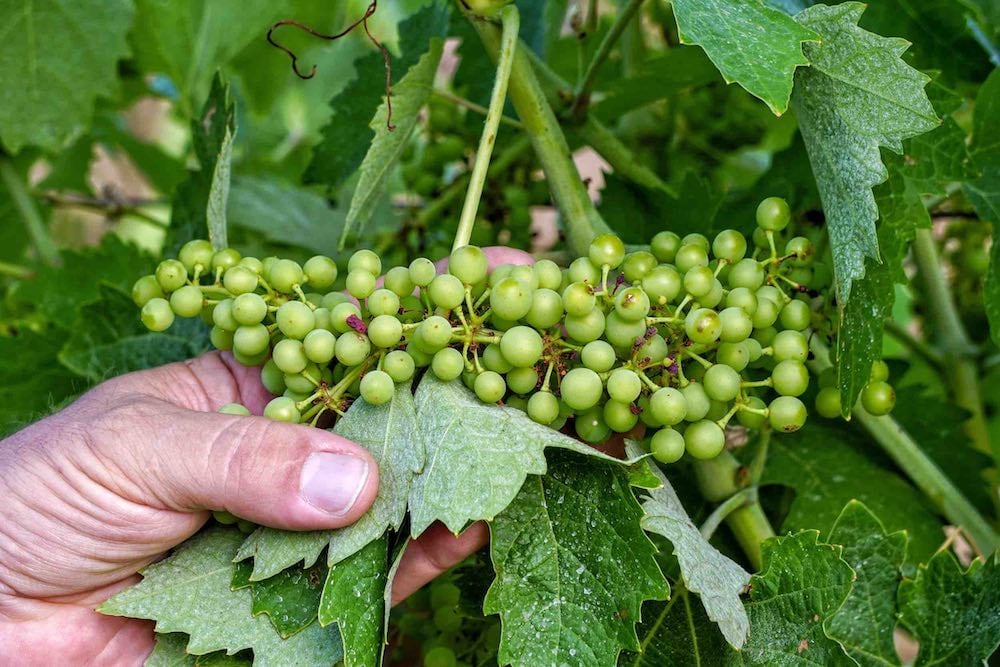 La Fattoria La Maliosa in Toscana è l'unica Azienda Agricola Biodinamica in Italia che segue il Metodo Corino per la produzione di vino e olio naturali.