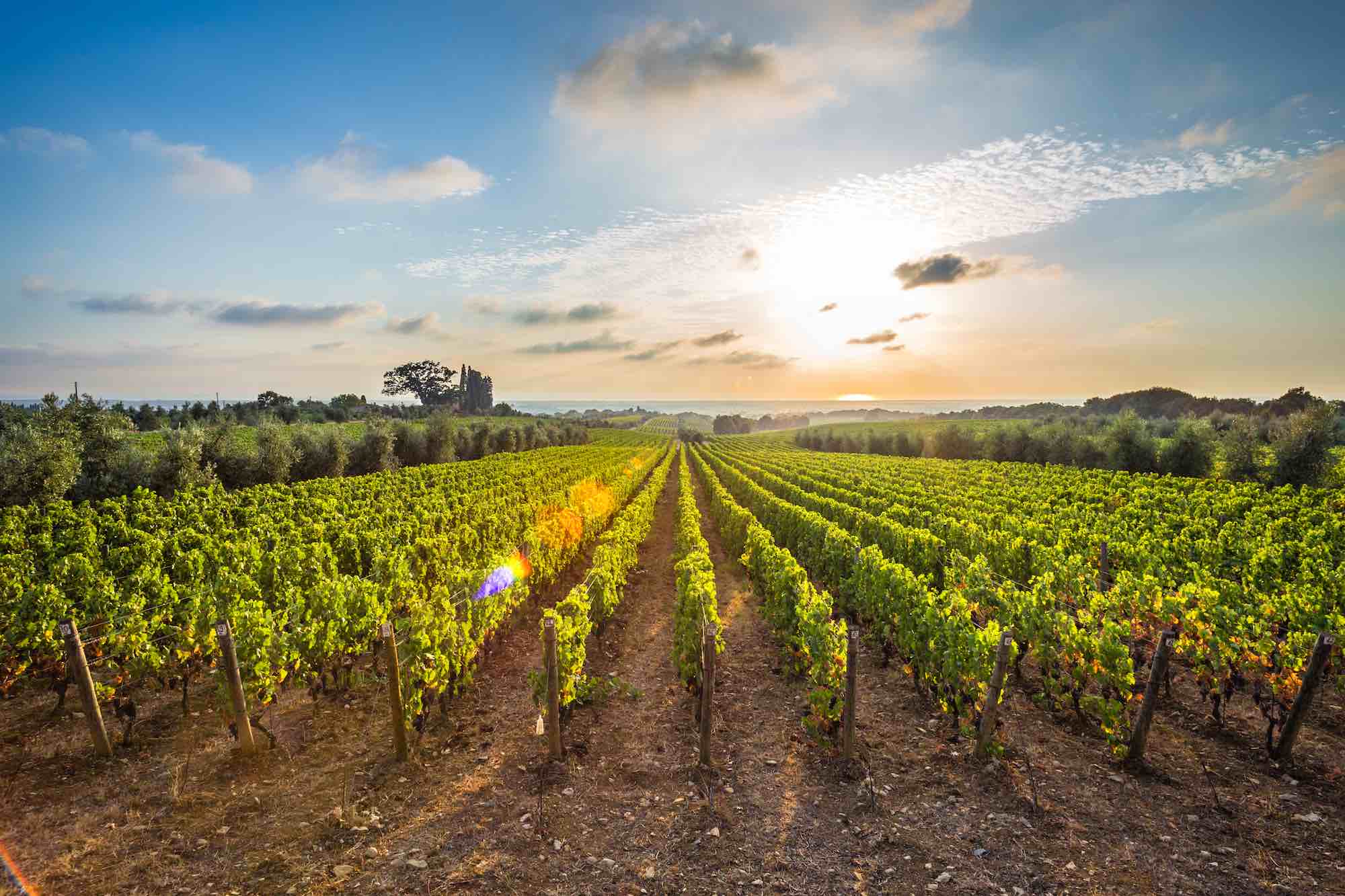 Vigne in Toscana nel territorio di produzione del Bolgheri DOC