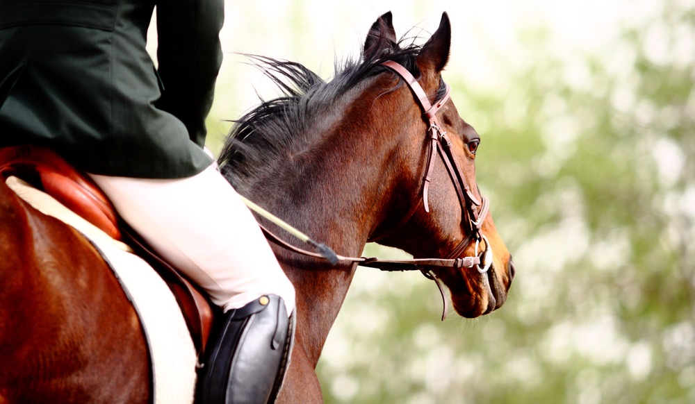 Matteo Giunti, cavaliere di fama internazionale, sul suo cavallo