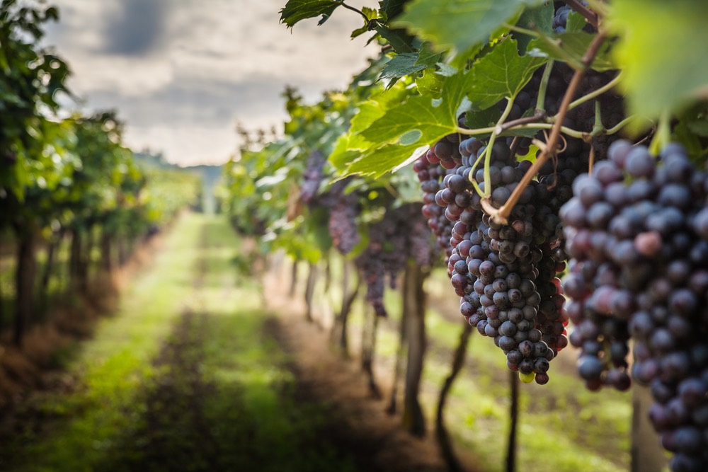 Grappoli di Sangiovese durante la vendemmie in una tenuta dell'azienda Ruffino in Toscana.