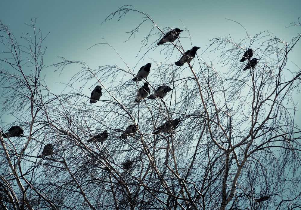 Raccolta di detti toscani: i corvi non si cavano gli occhi fra di sè