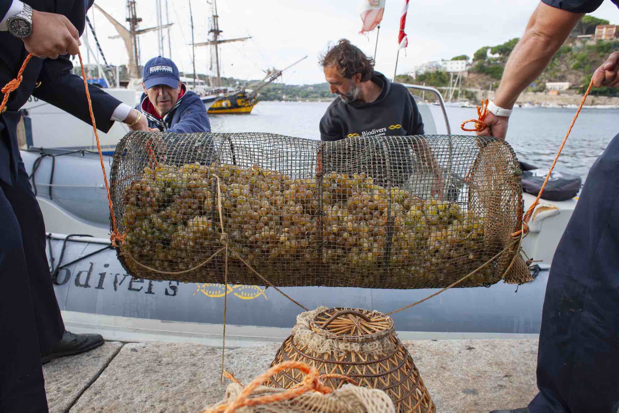 Immersione uve in mare per la produzione del vino Nesos