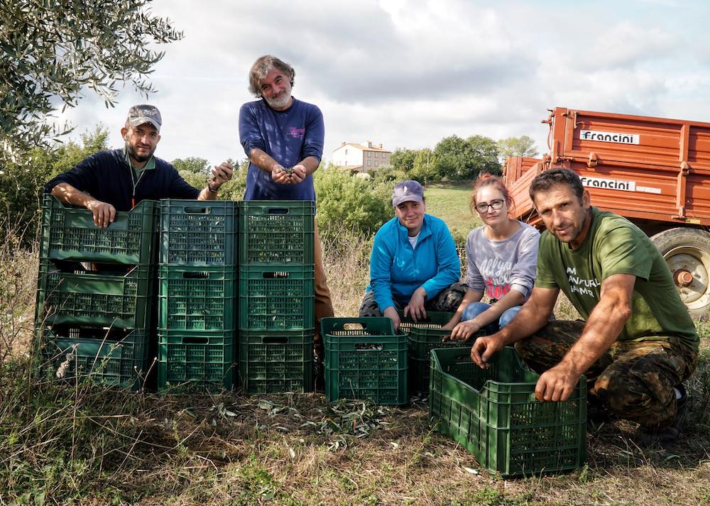 Il team della Fattoria La Maliosa durante la raccolta delle olive