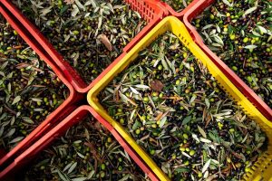 Olive raccolte per l'olio toscano 2019