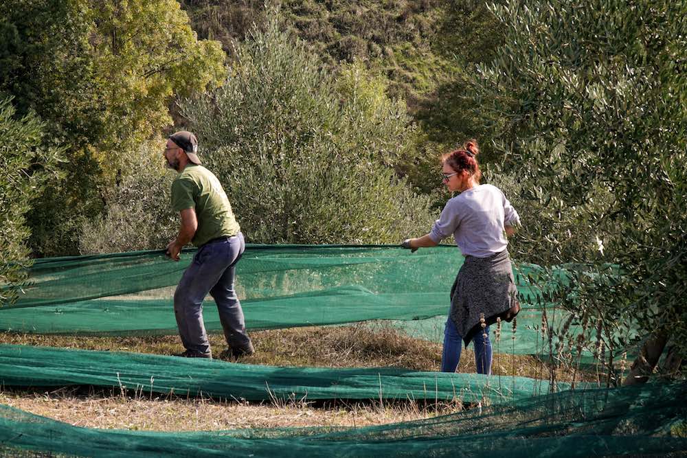 L'agronomo Luigi Antonelli de La Fattoria la Maliosa in Maremma è specializzato in olivicoltura toscana