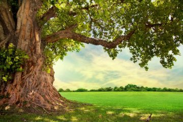 L'albero della vita è simbolo di rinascita e vita eterna