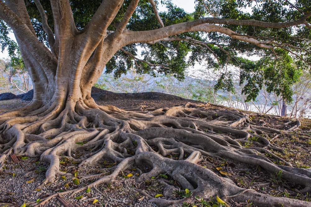 Le radici dell'albero sono simbolo di vita.