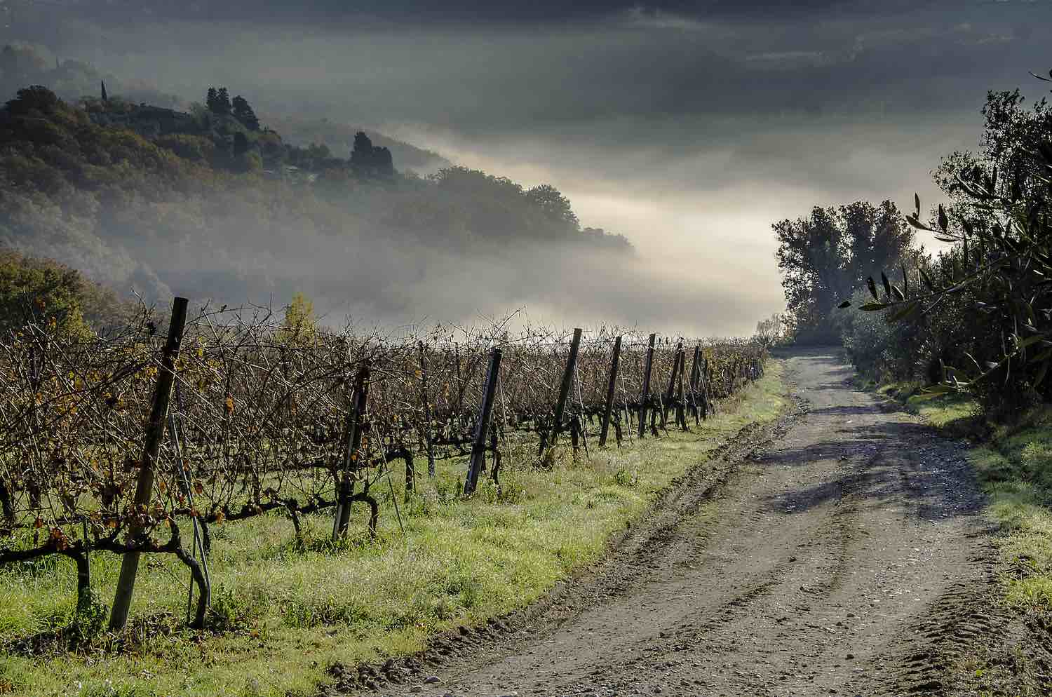 L'azienda vitivinicola di Ugo Bing si trova nel Chianti Colli Fiorentini