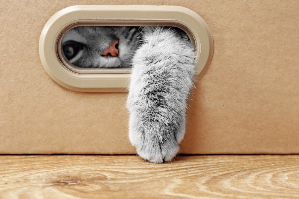 Zampetta di gatto esce da una scatola