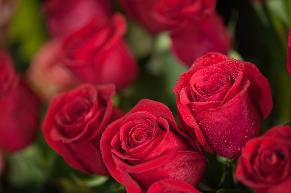 Rose rosse per San Valentino
