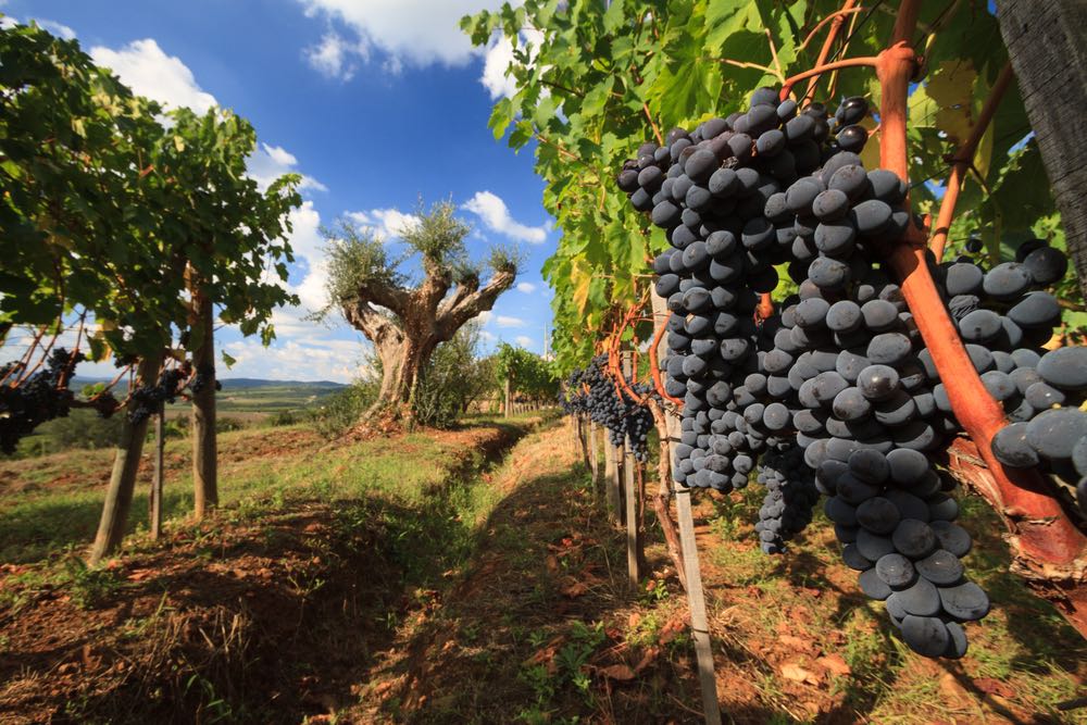 Grappoli di uva a Montalcino in Toscana